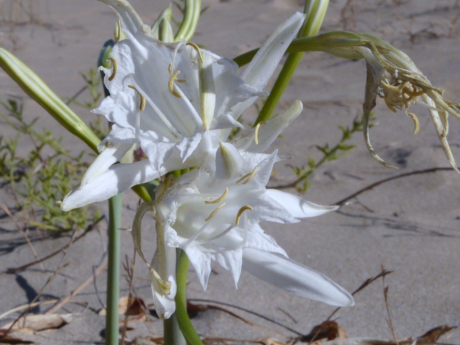 Un giglio spontaneo in Sardegna - Pancratium maritimum
